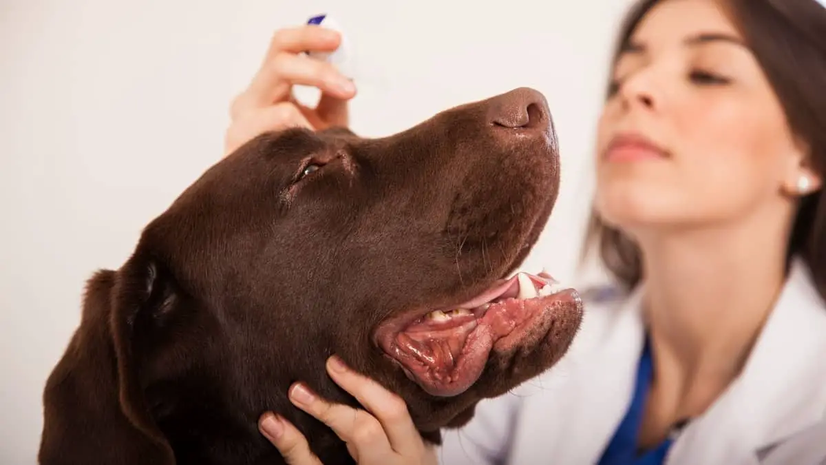 Medicated Eye Drops For Dogs – When, Why, And How