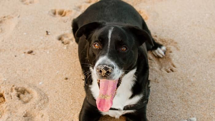 What Is The Border Collie Lab Mix Temperament and Personality