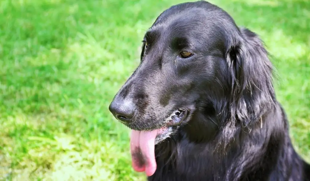 Is It Normal For Dogs To Have Black Spots On Their Tongues