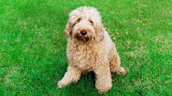 Australian Labradoodle vs American Labradoodle