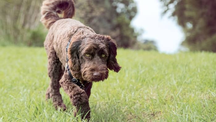 difference between labradoodle and australian labradoodle
