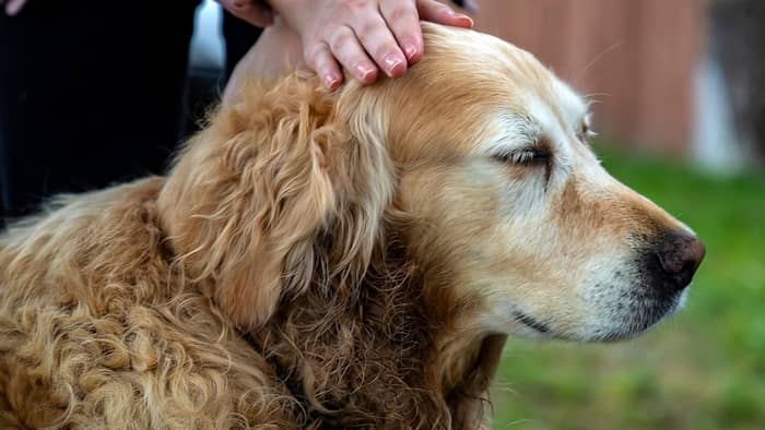 do-labs-have-hair-or-fur-and-why-that-matters