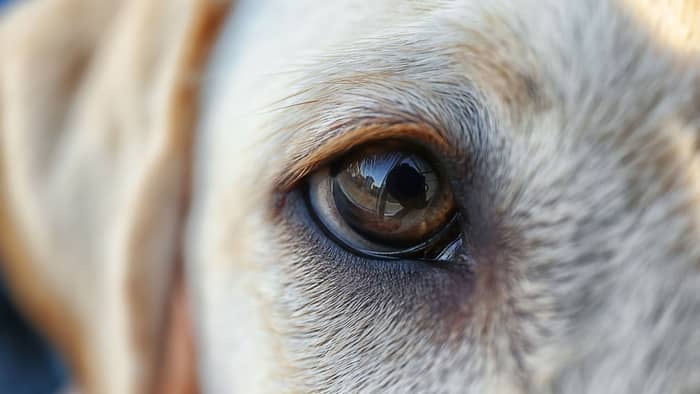 eye drops for dogs