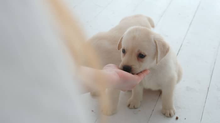 how much to feed a lab puppy in cups