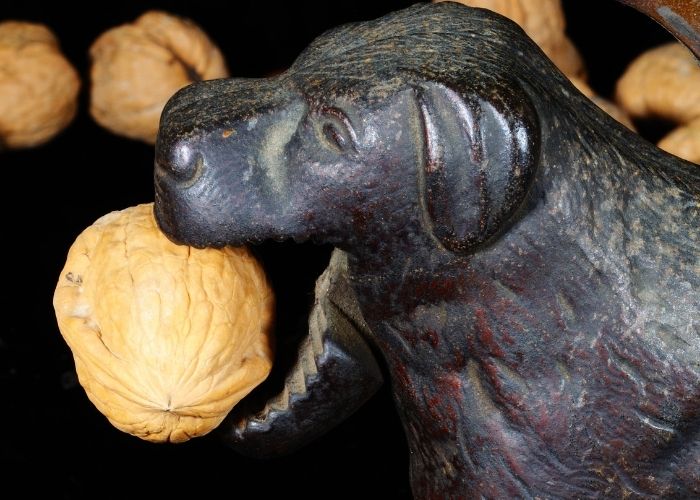 walnuts poisonous