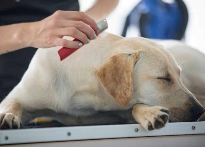 who sheds more lab or golden