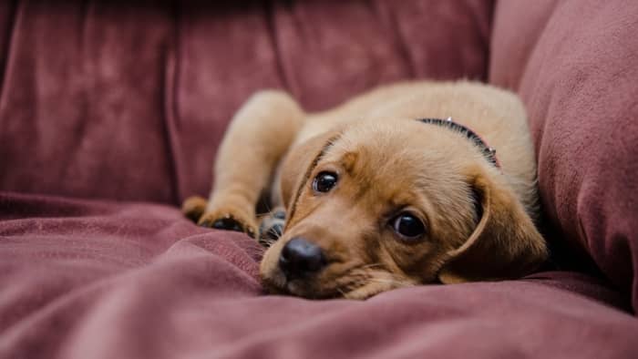 why are labs so needy