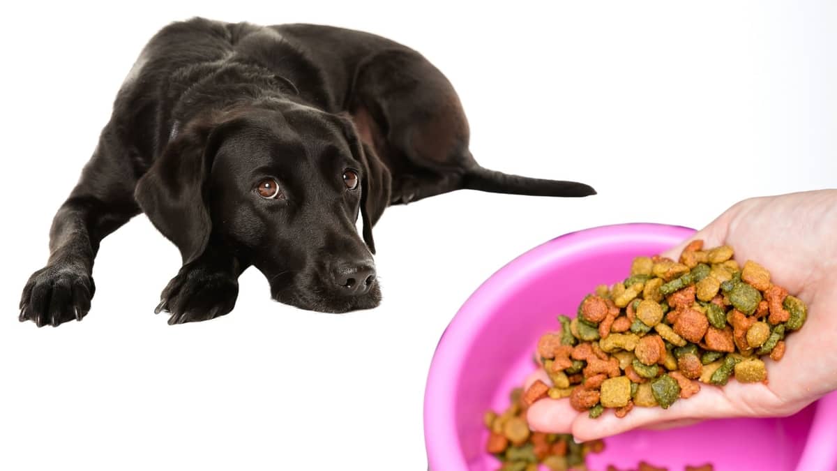 Changing Dog Food Too Quickly Symptoms And How To Fix Them