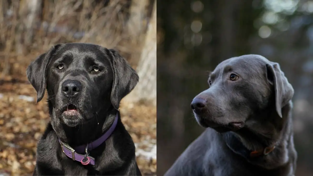 Charcoal Lab Vs Silver Lab – 6 Specifics To Consider
