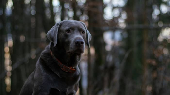 Chocolate Lab vs Silver Lab Physical Characteristics