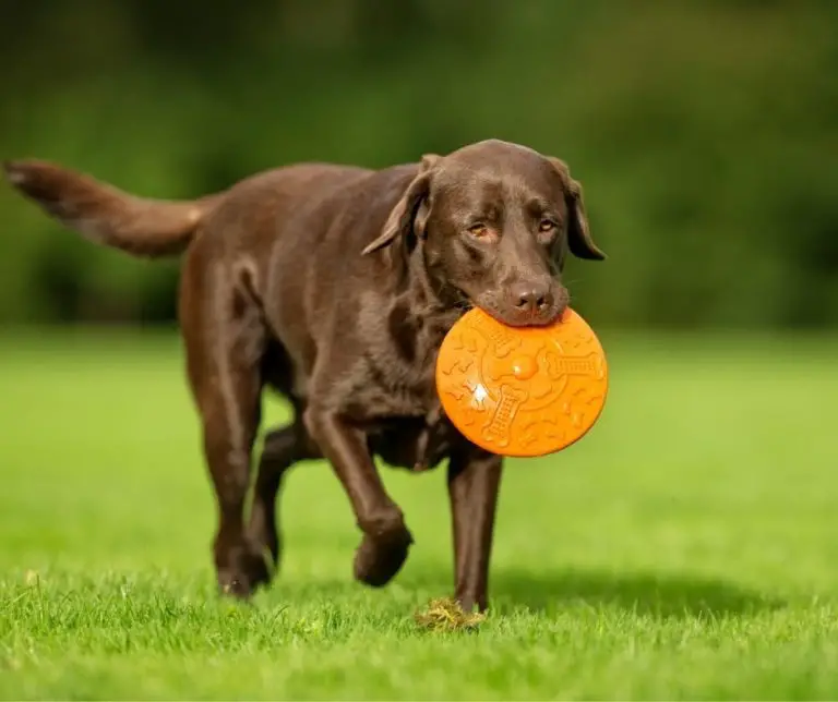 How Much Exercise Do Labrador Retrievers Need? Labrador Story