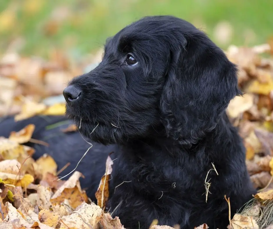 how-much-does-a-black-labrador-cost-labrador-story