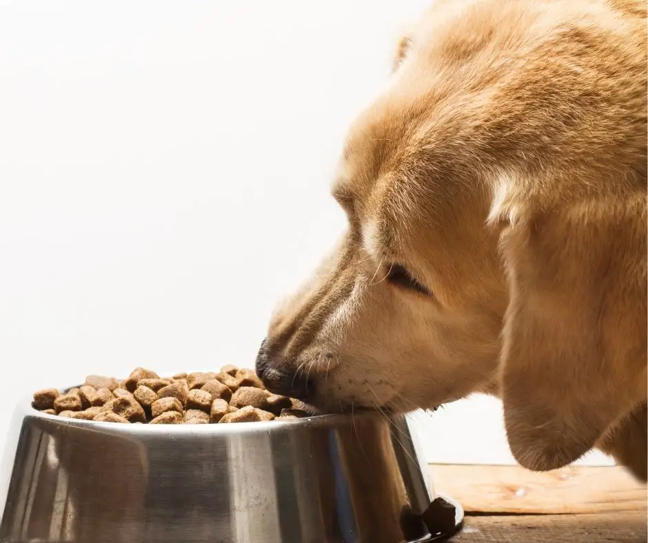 How Much To Feed Labrador Retriever? Labrador Story