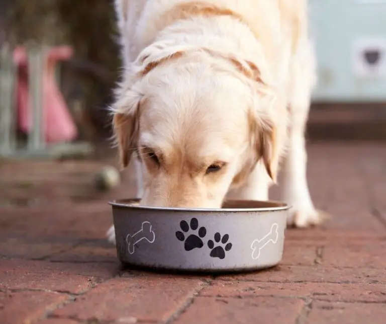 How Often Should You Feed A Labrador Puppy? Labrador Story