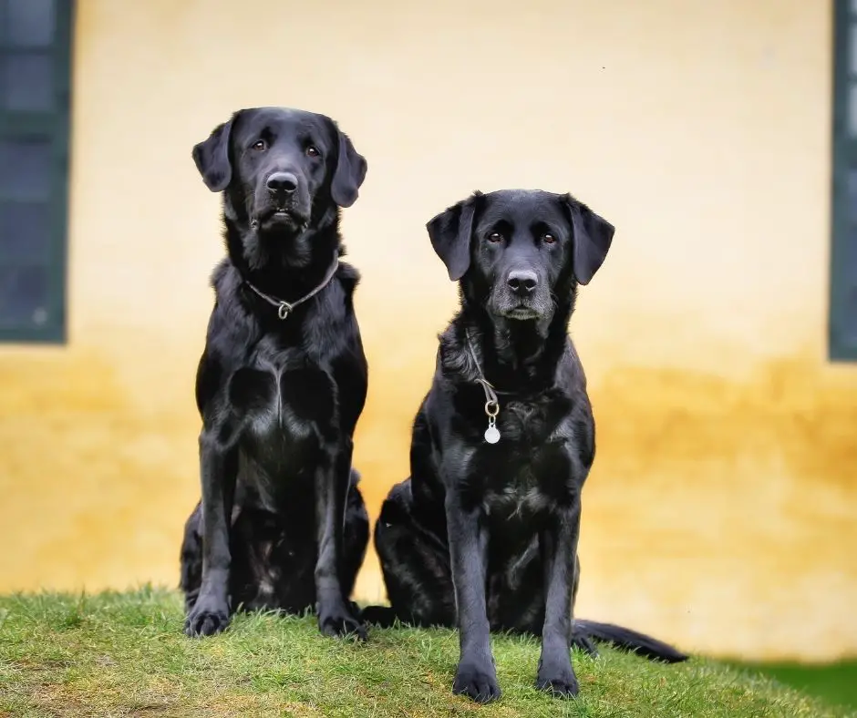 How Tall Is A Labrador? Labrador Story