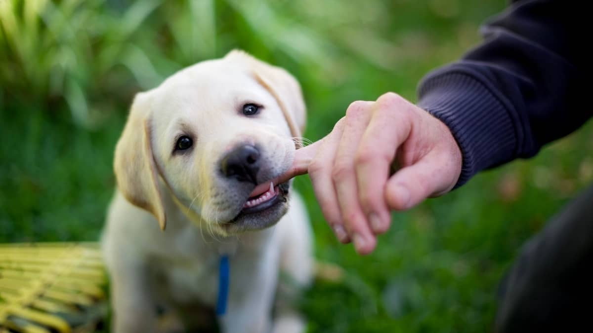 How To Get A Lab Puppy To Stop Biting – 4 Crucial Points