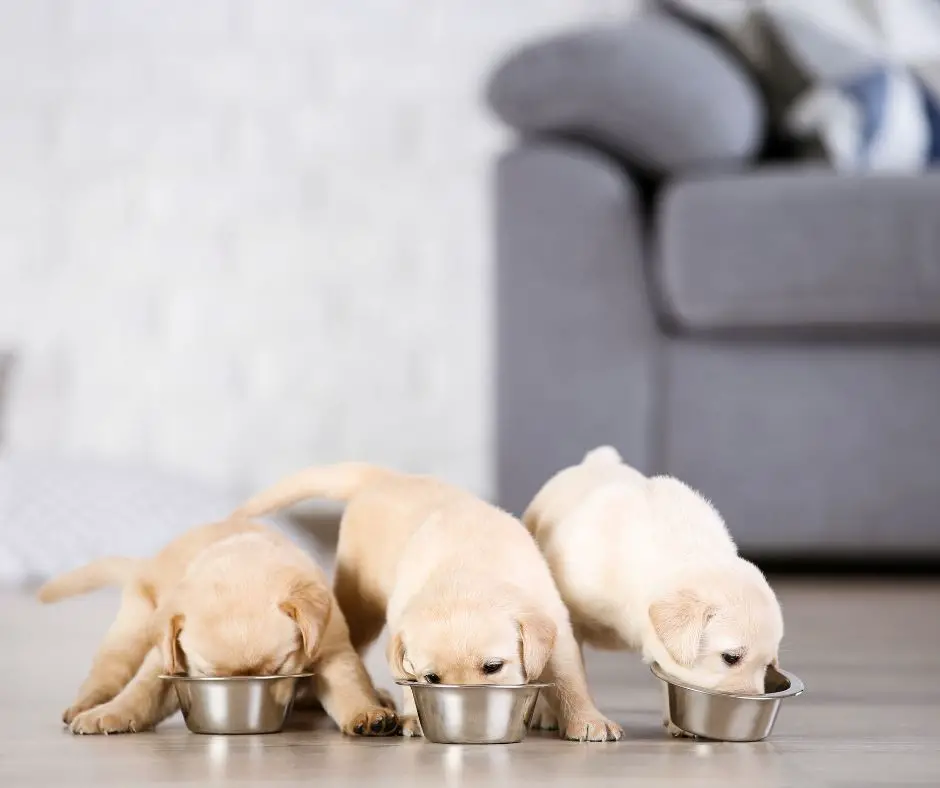 how-much-food-should-a-labrador-puppy-eat-labrador-story