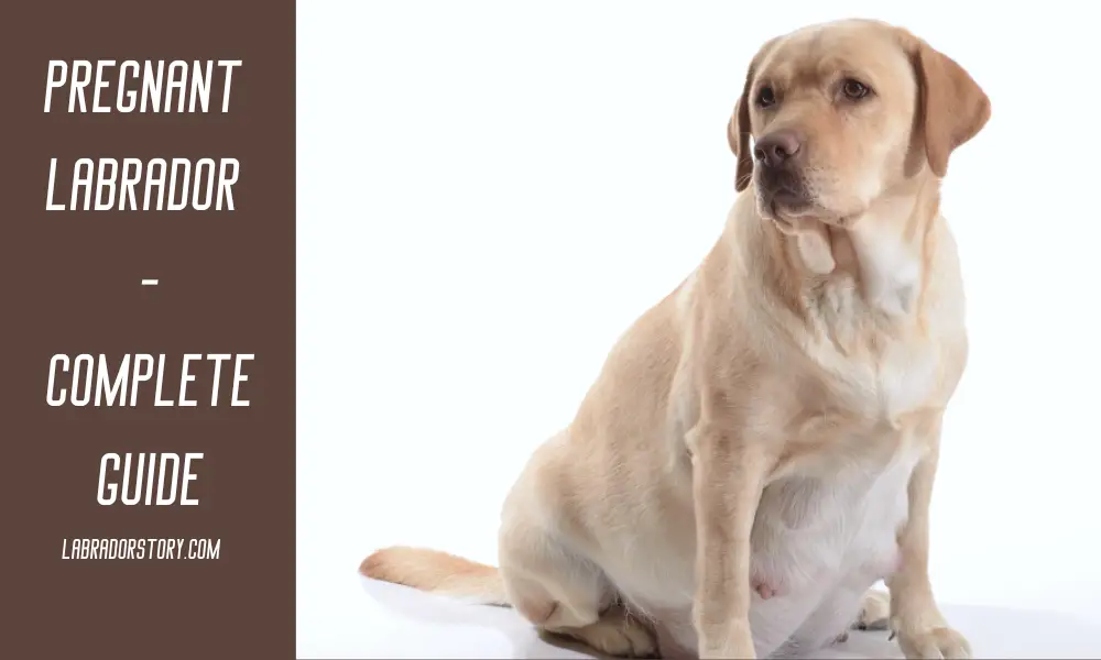 How to Care for a Pregnant Labrador - Best Tps and Advice