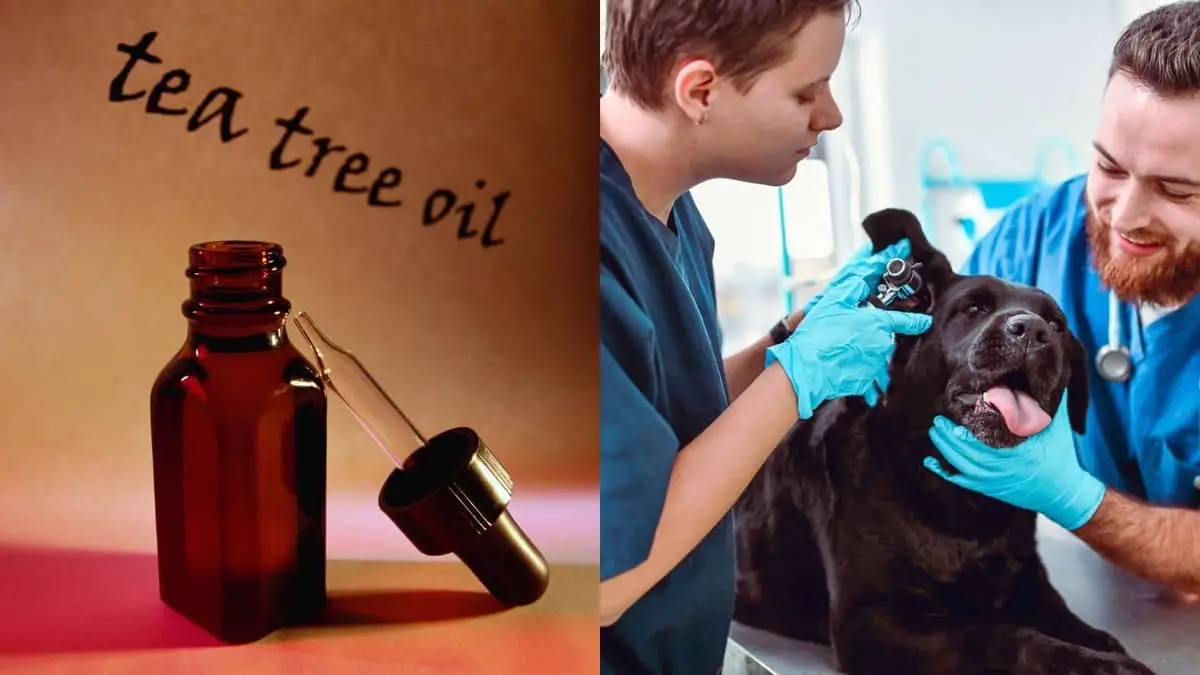 Tea Tree Oil For Dog Ear Infections – 6 Uses And Other Considerations