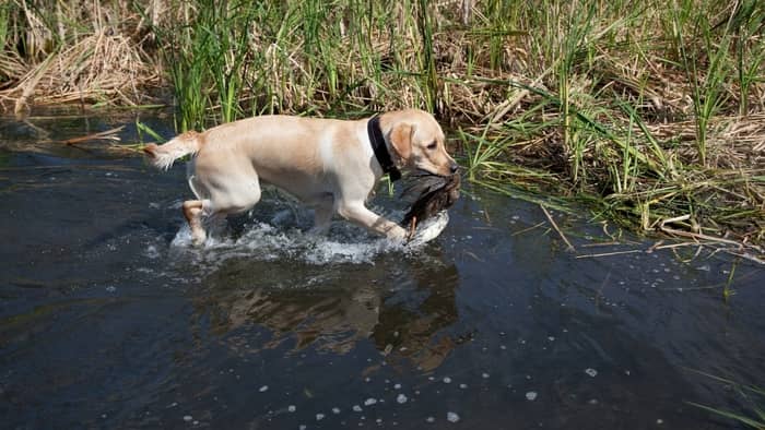 Training Labs For Duck Hunting