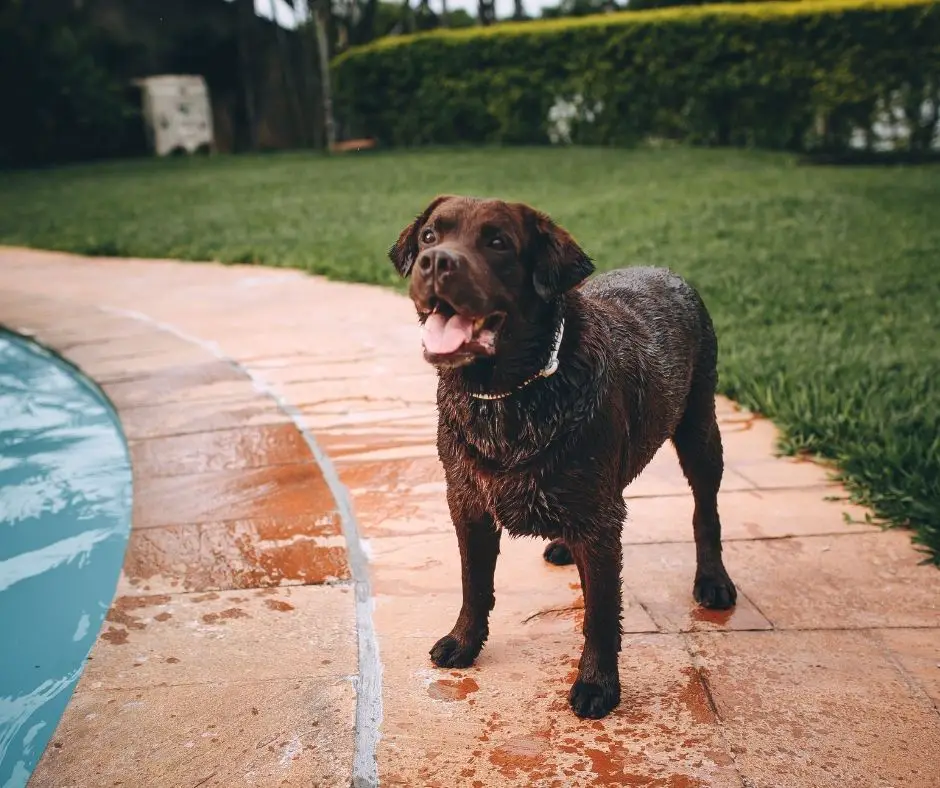 When To Spay A Labrador Retriever? Labrador Story