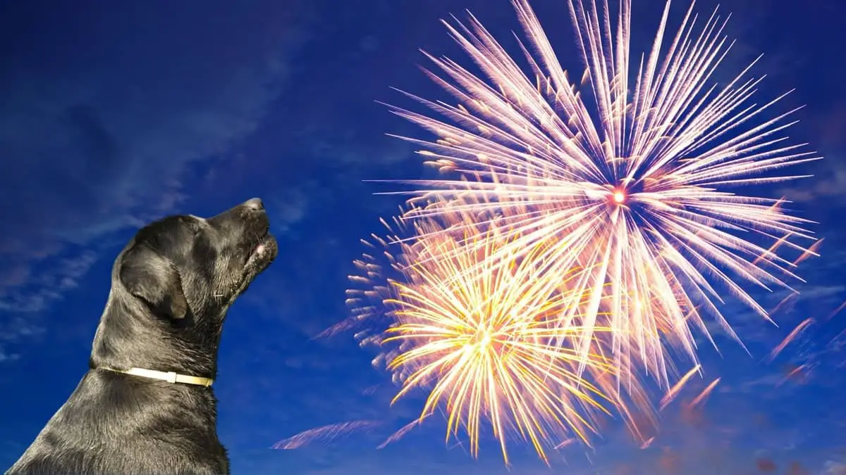 Your Dog, Fireworks, Anxiety, Benadryl, And Other Effective Solutions