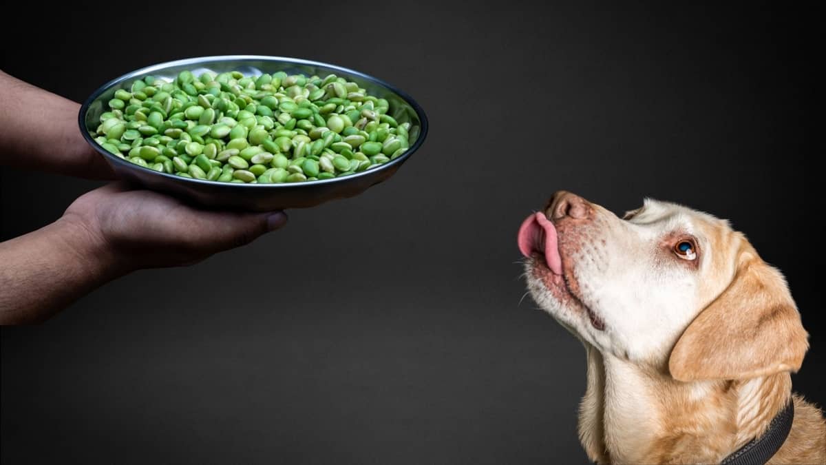 Are Lima Beans Good For Dogs Or Are They Dangerous