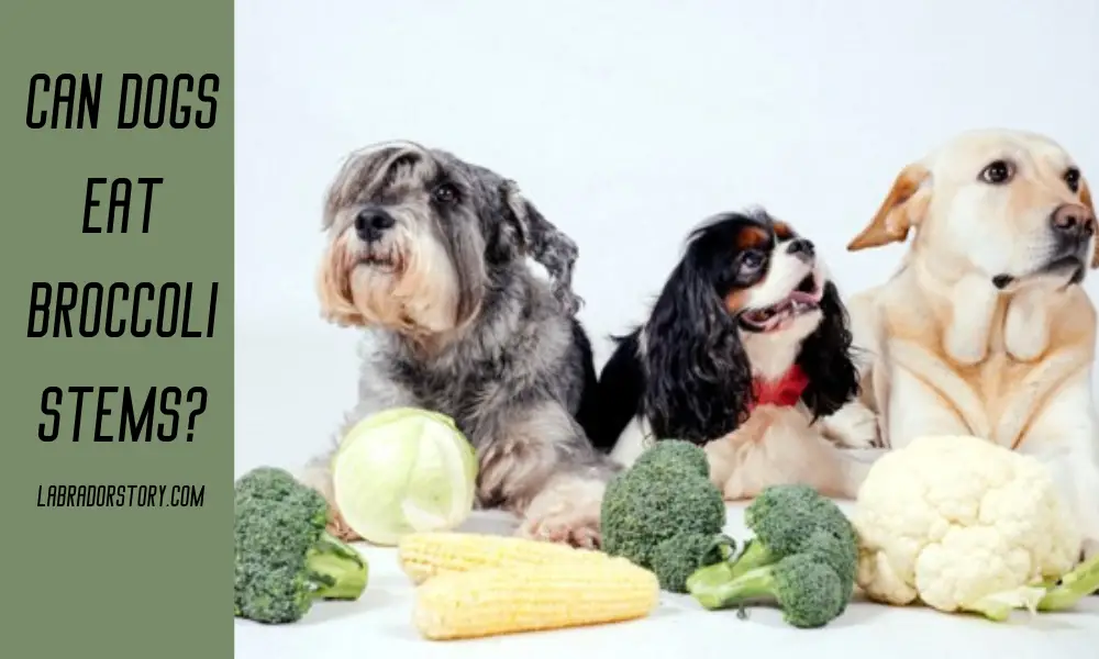 Can Dogs Eat Broccoli Stems? Important Health Tips!