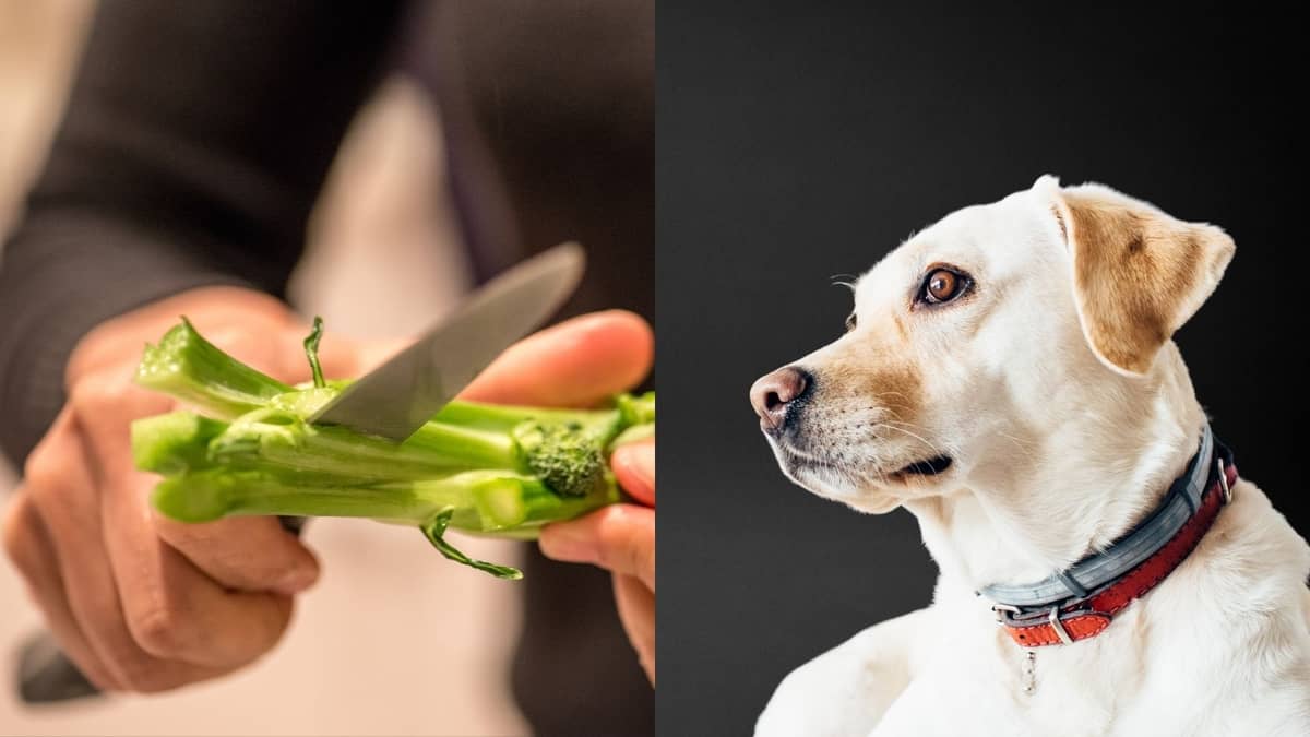 Can Dogs Have Broccoli Stems Or Is This A Bad Idea