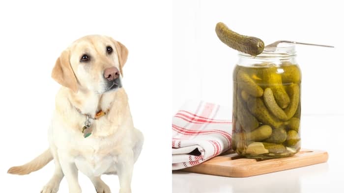 Can Dogs Have Dill Pickles