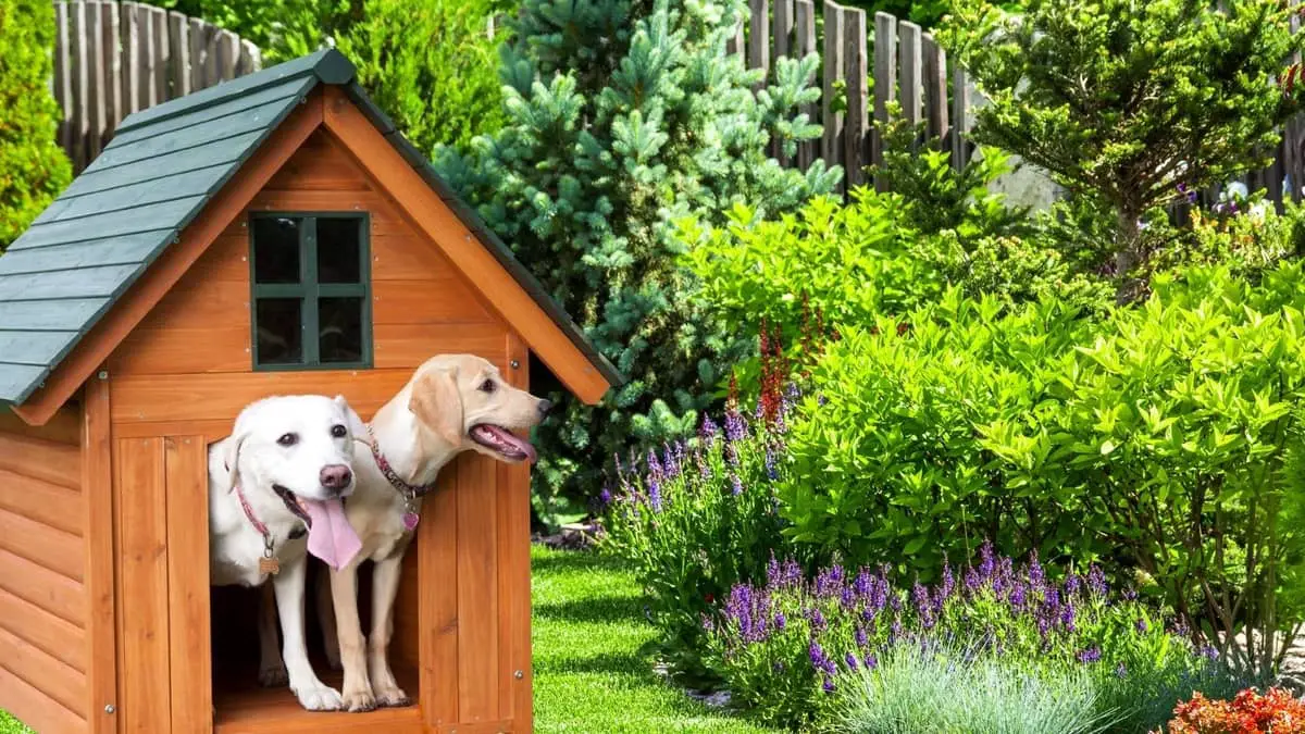 Dog Houses With Air Conditioning And Heating – What Do You Need And How ...