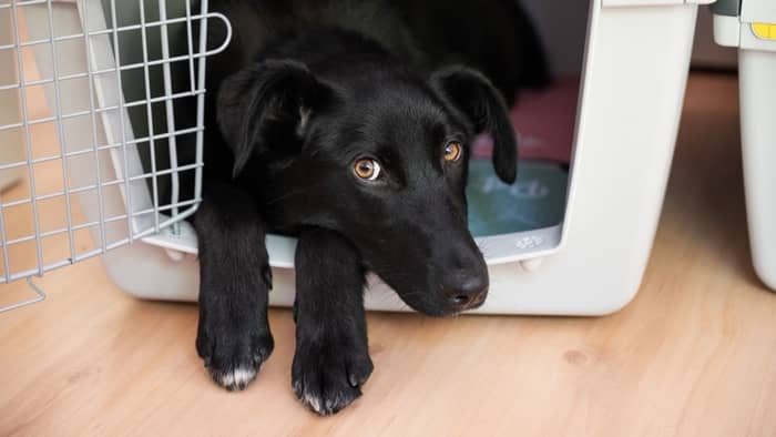 Give your older dog its own personal space and crate where it can rest unbothered