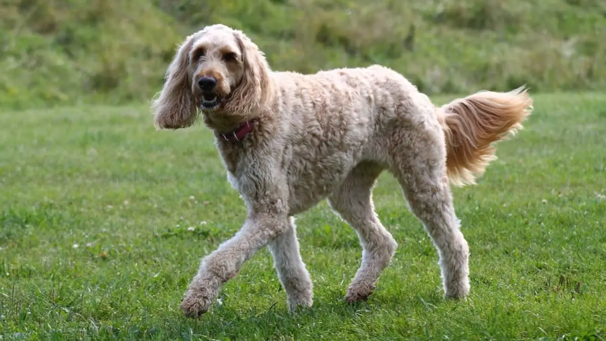 How Big Do Labradoodles Get? Important And Helpful Facts!