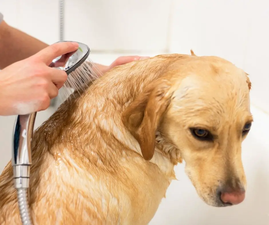 How often to bathe a Labrador? Important Recommendations!