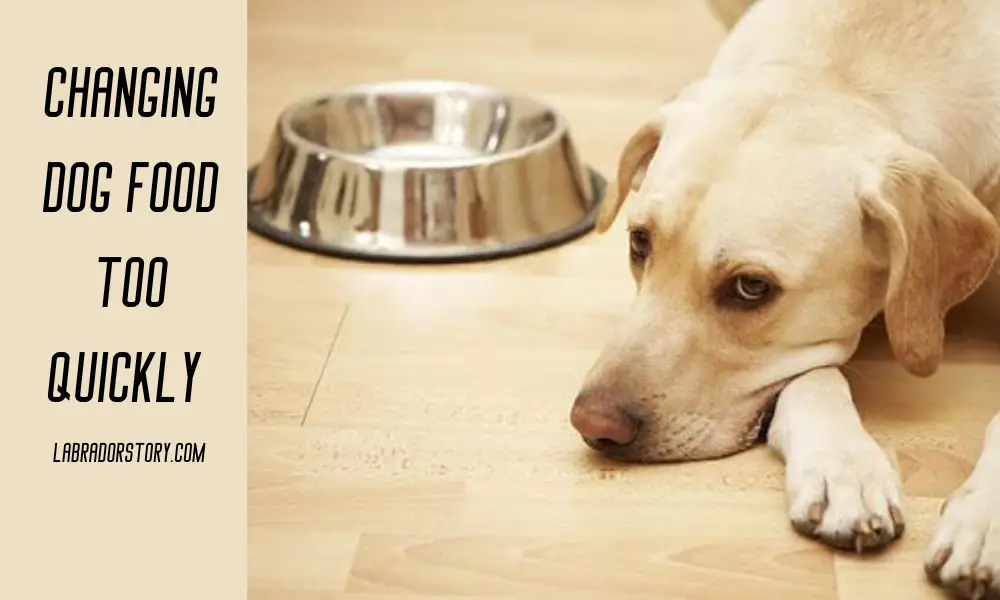 Changing Dog Food Too Quickly Symptoms! Tips & Tricks!!