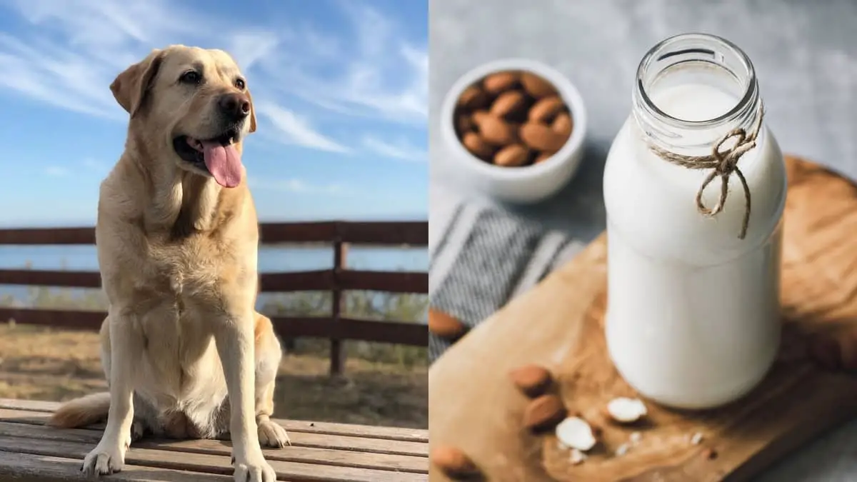 Is Almond Milk Bad For Dogs Or Is This A Great Treat For Your Pooch