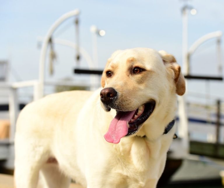 How Much Does A Labrador Retriever Weigh? Labrador Story