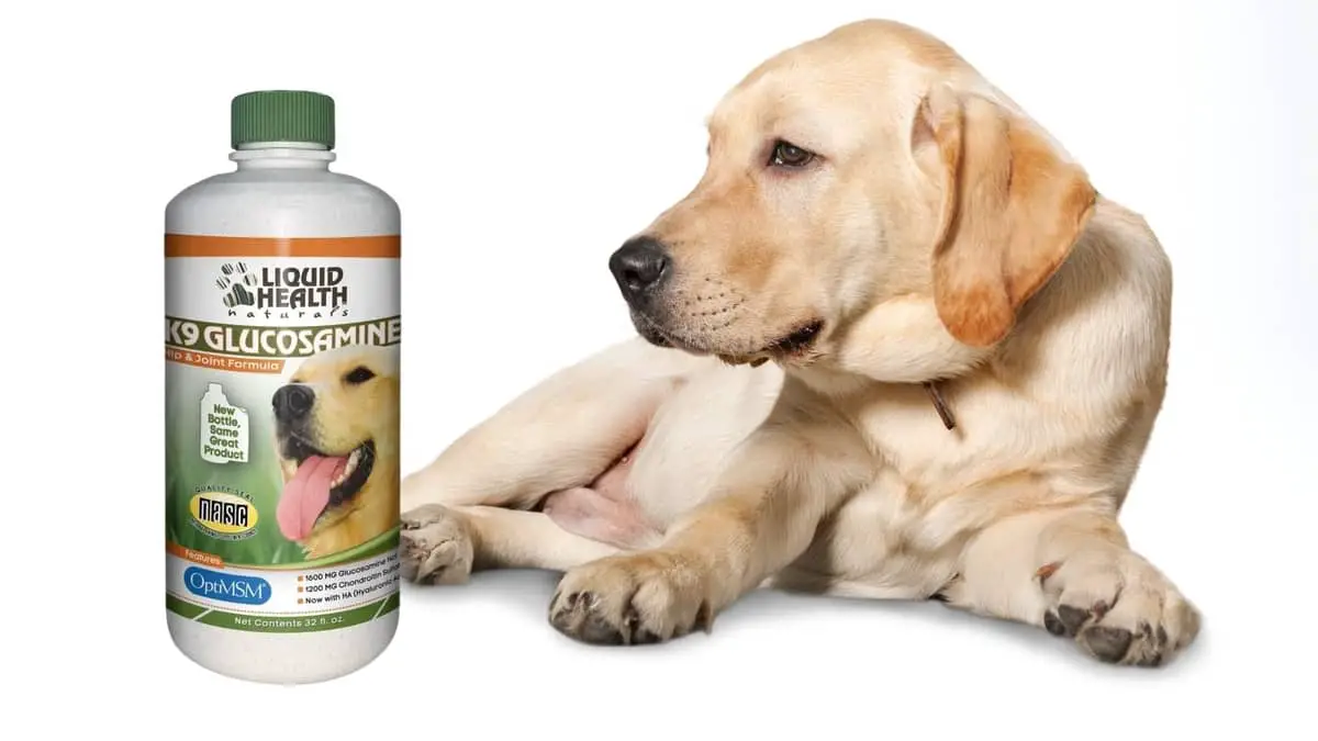 Liquid Glucosamine For Dogs – What Is It And How Does It Work