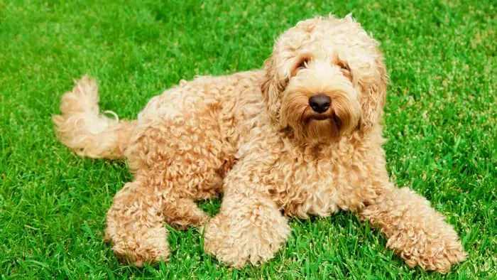 What About Mini Labradoodles