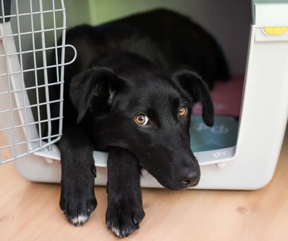 what-size-crate-do-i-need-for-a-labrador-retriever-labrador-story