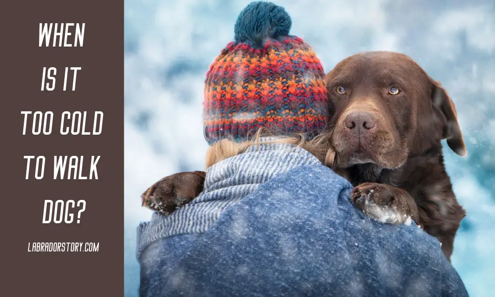 When Is It Too Cold To Walk Dog? Symptoms of Hypothermia