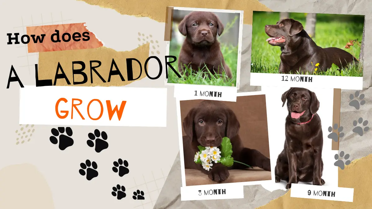 when does labrador growth stop