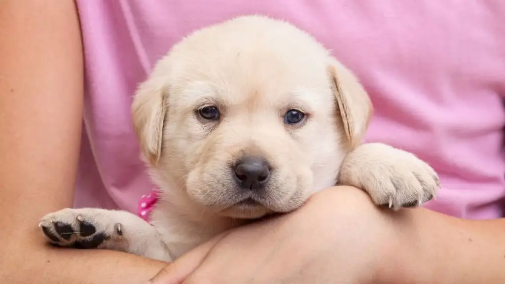 how-fast-do-labs-grow-and-what-should-you-look-out-for-labrador-story