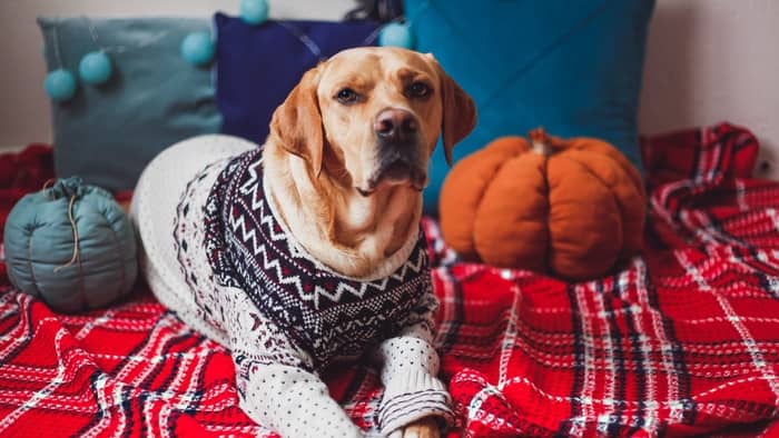 How To Keep A Lab Safe In Cold Weather