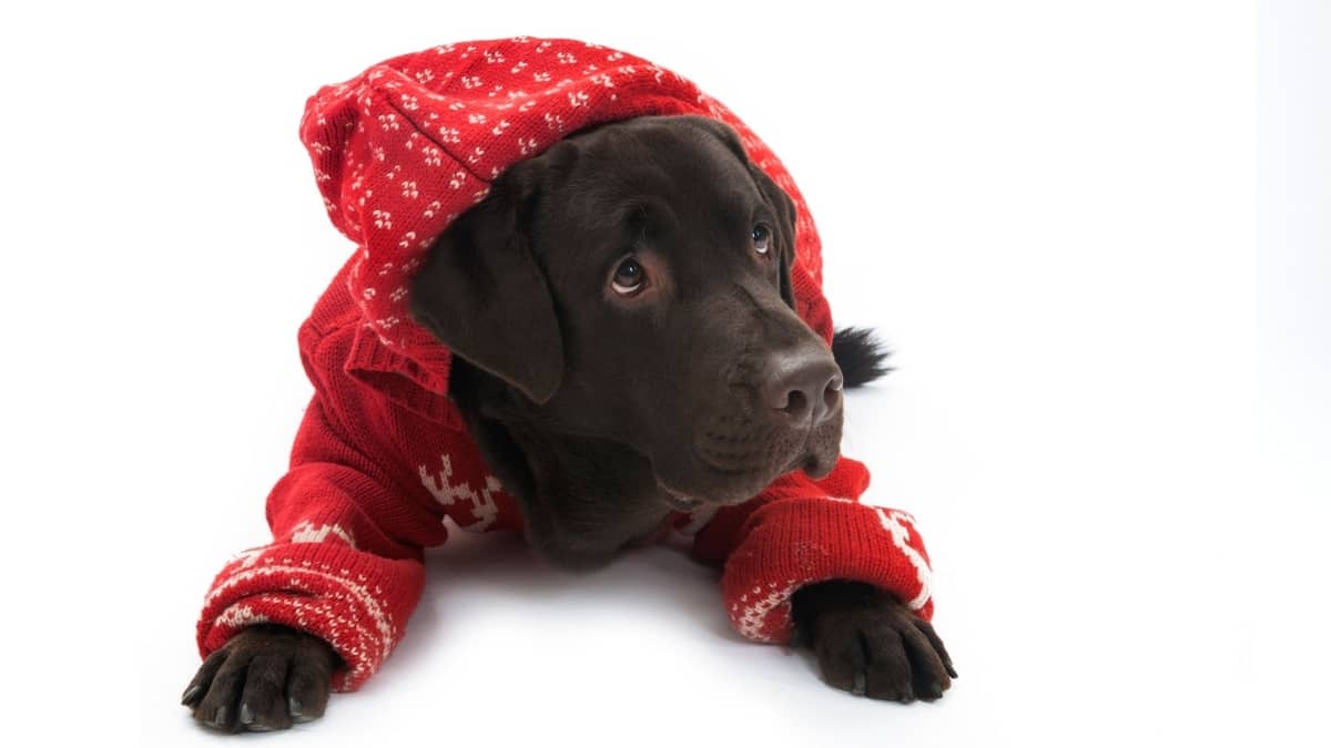 How To Make A Dog Sweater Out Of An Old Sweatshirt Quick And Easy