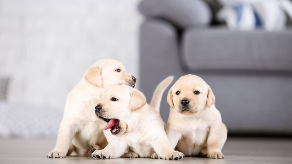 Lab Puppies Growth Chart And What You Can Expect