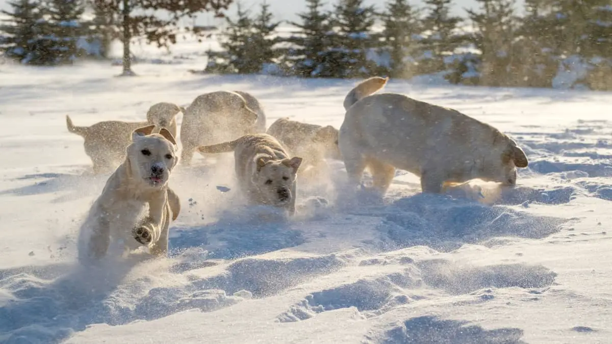 Labrador Retriever Temperature Tolerance And How To Keep Your Dog Safe