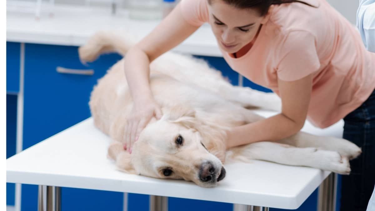 Pregnant Dog Discharge Before Labor – Is It Normal And What To Do