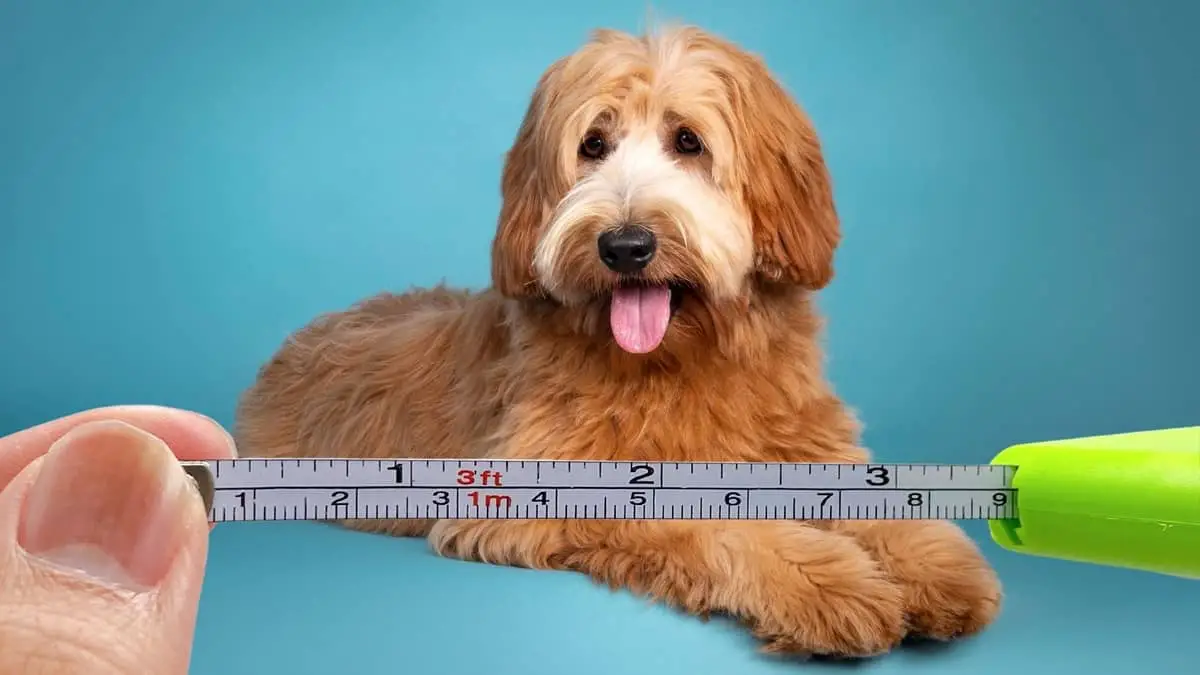 What Is The Average Size Of A Labradoodle