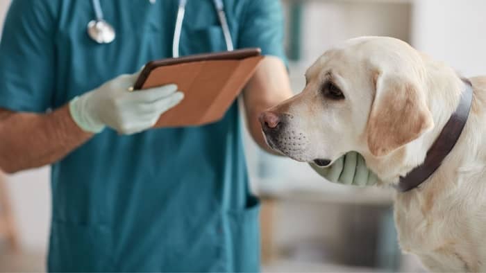 Pregnant Dog Discharge Before Labor – Is It Normal And What To Do